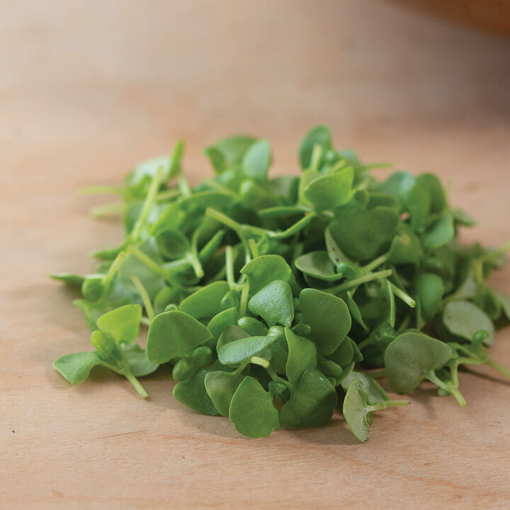 Microgreen Herbs