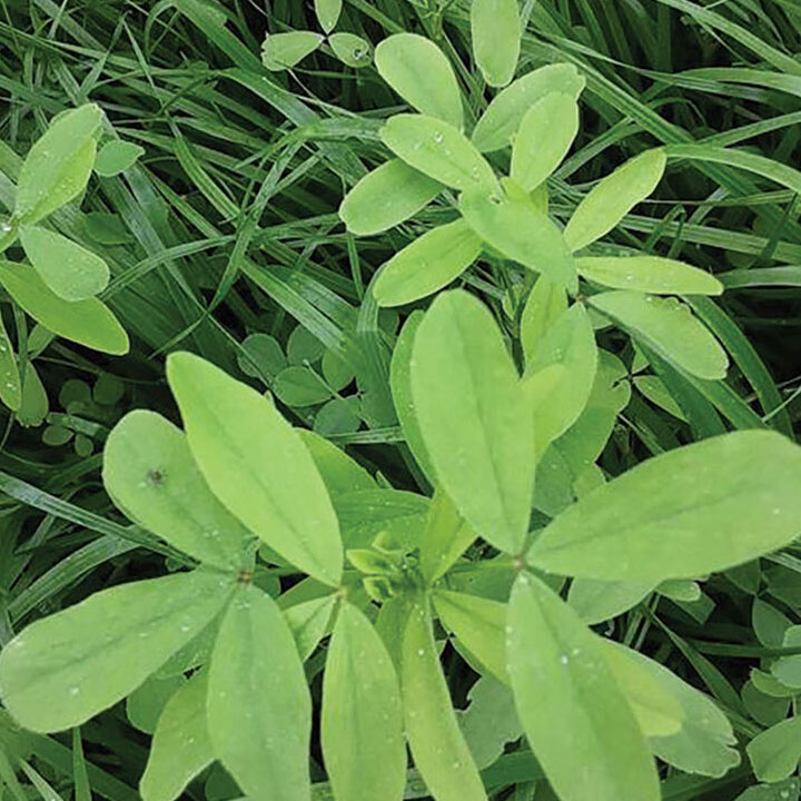 Berseem Clover