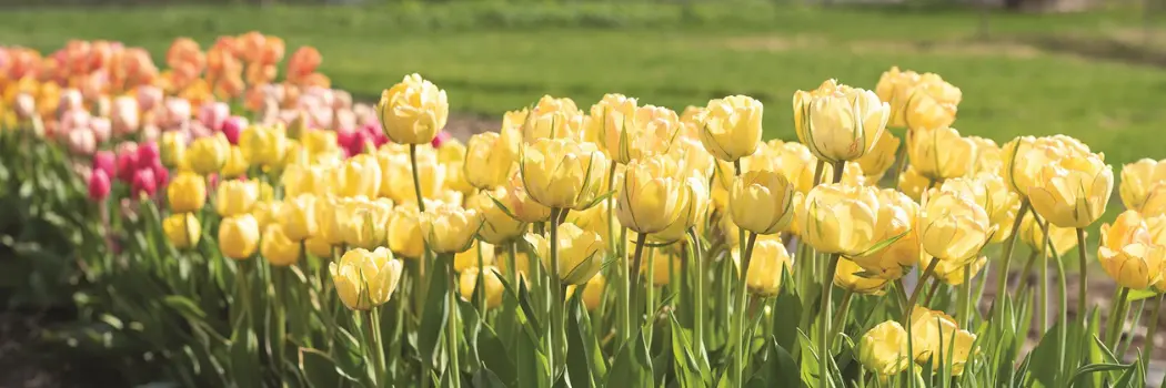 Johnny's Tulip Harvest Program