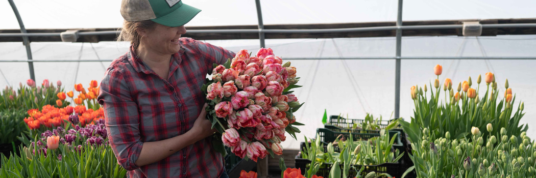 forced tulip bulbs Harvesting forced tulips in a high tunnel