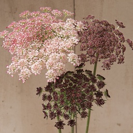 Good for Overwintering Flowers