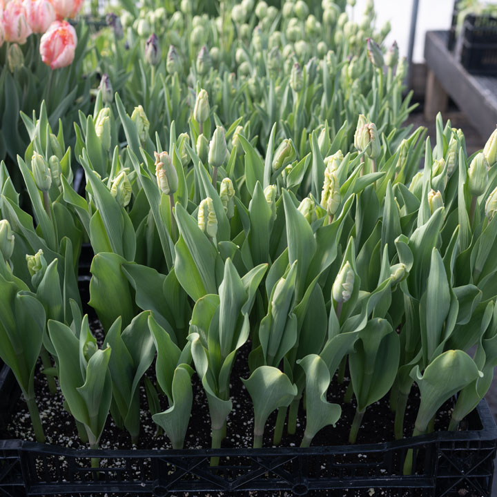 Forcing Flower Bulbs in Soil