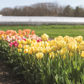 tulips