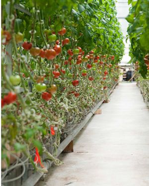 tomatoes in hydroponic container culture