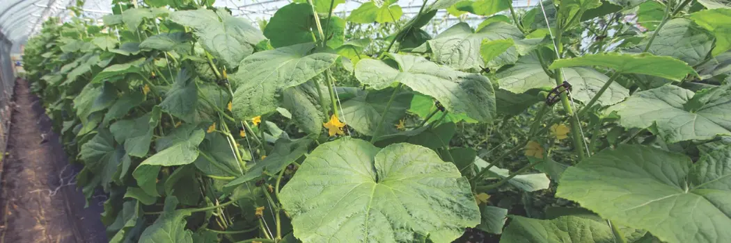 register for our greenhouse cucumbers webinar