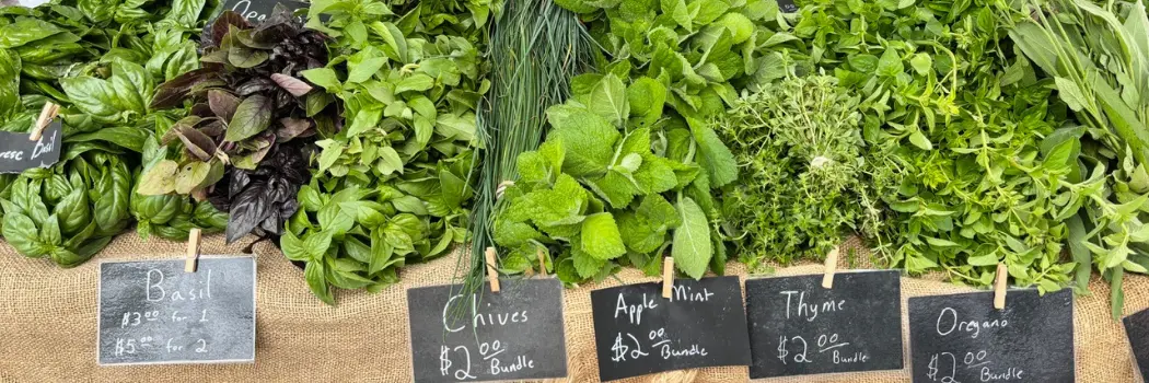 Turning a Profit with Herbs