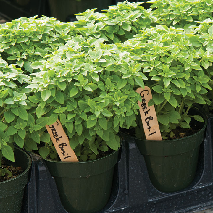 Tips for Profitable Herb Sales