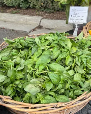 fresh cut basil in a basket at market