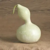 bottle or birdhouse gourds
