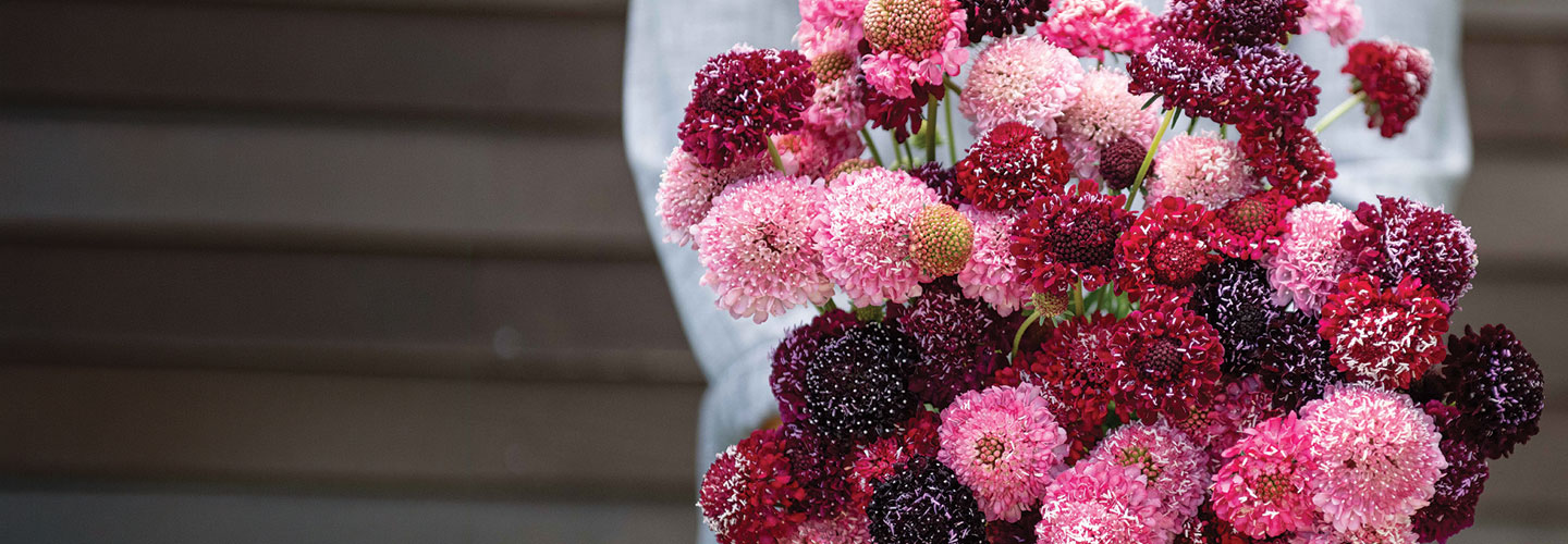 Overwintered Flowers