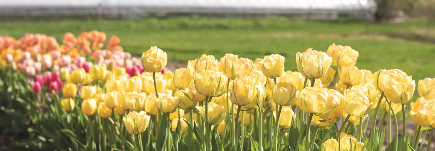 Tulips in the field