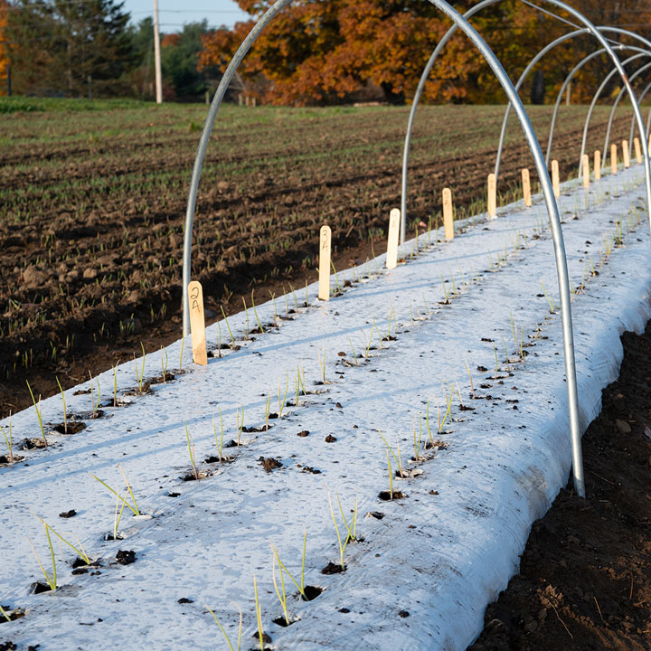 Overwintering Onions for Spring Harvest