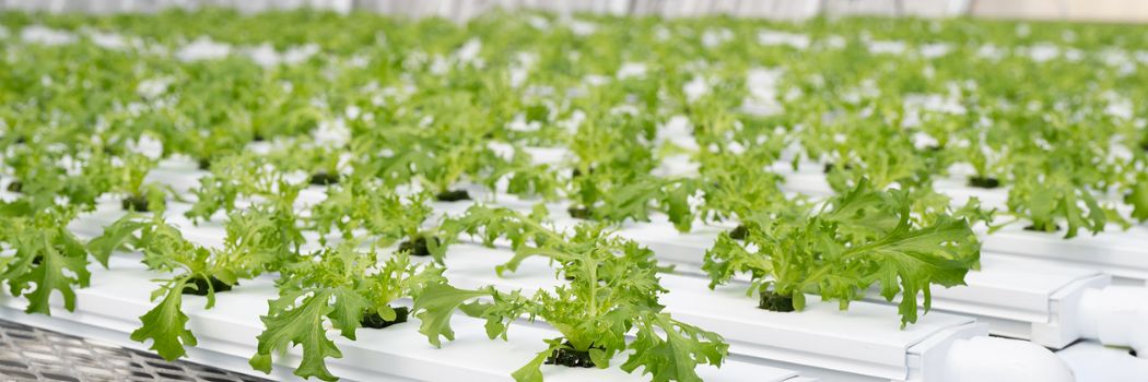 Hydroponic Seed-starting & Environmental Variables