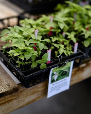 flower seedlings
