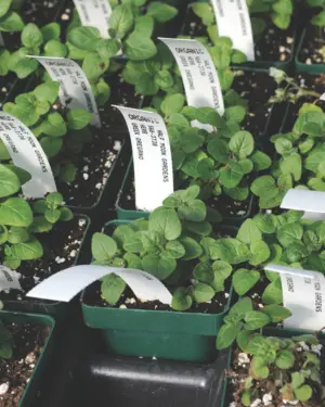 oregano seedlings