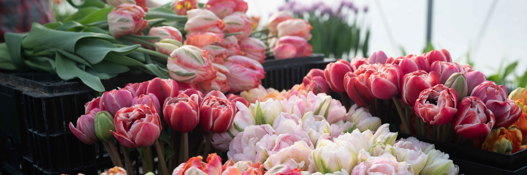 forced tulip bulbs in the greenhouse Forced tulips in a greenhouse