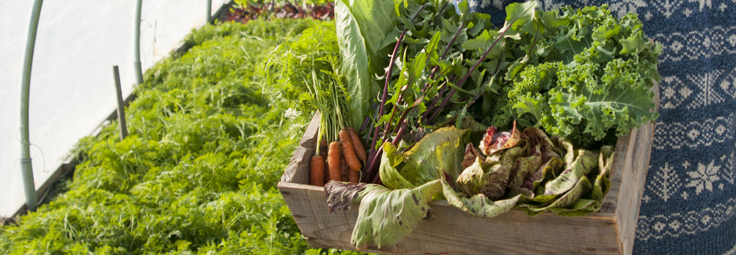 Recommended for Winter Harvest